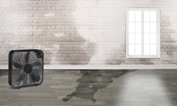 Best Carpet water damage restoration  in Oakley, UT